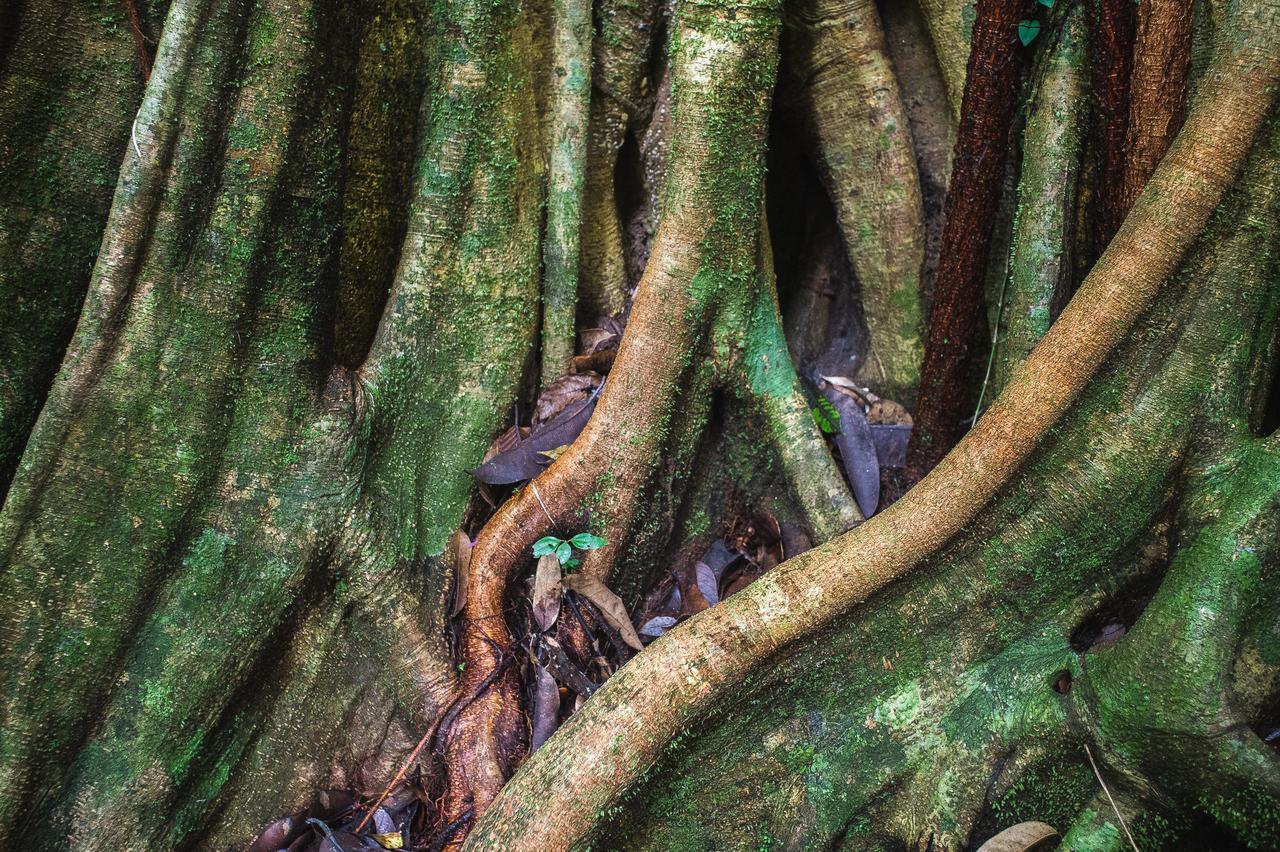 Explore Sinharaja Rain Forest Tour Camp Dombagoda Exteriér fotografie