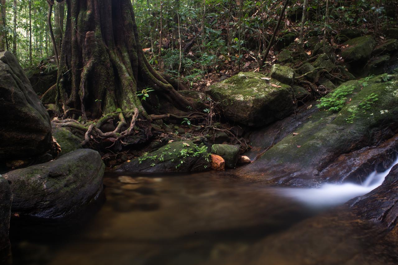 Explore Sinharaja Rain Forest Tour Camp Dombagoda Exteriér fotografie