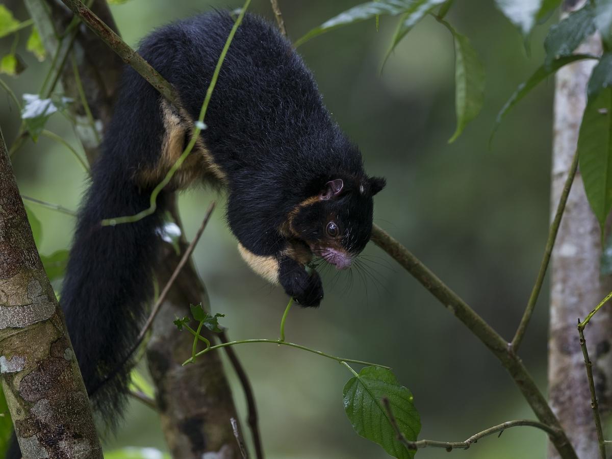 Explore Sinharaja Rain Forest Tour Camp Dombagoda Exteriér fotografie