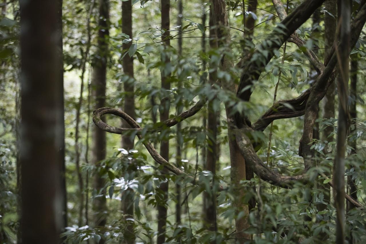 Explore Sinharaja Rain Forest Tour Camp Dombagoda Exteriér fotografie